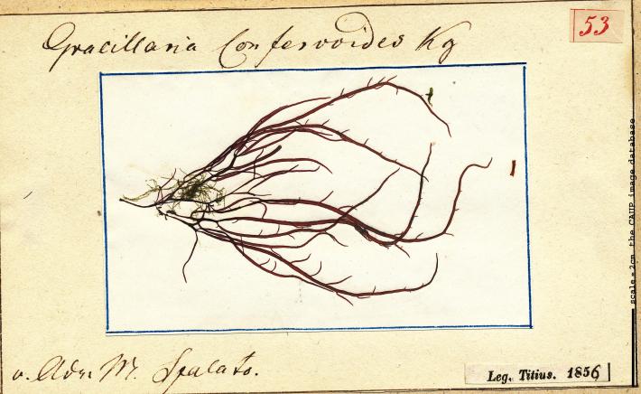 Gracilaria gracilis 53.jpg